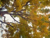 branches and colored leaves overhead